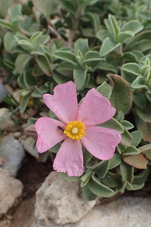 Cistus parviflorus \ Kleinbltige Zistrose / Small-Flowered Rock-Rose, Rhodos Prasonisi 26.3.2019