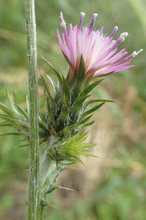 Carduus pycnocephalus \ Knuelkpfige Distel / Plymouth Thistle, Rhodos Vati 5.4.2019