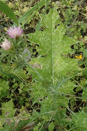 Carduus pycnocephalus \ Knuelkpfige Distel / Plymouth Thistle, Rhodos Vati 5.4.2019