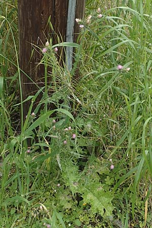 Carduus pycnocephalus \ Knuelkpfige Distel / Plymouth Thistle, Rhodos Vati 5.4.2019