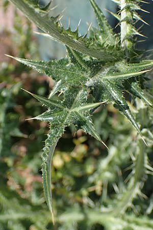 Carduus pycnocephalus \ Knuelkpfige Distel / Plymouth Thistle, Rhodos Archangelos 17.3.2023