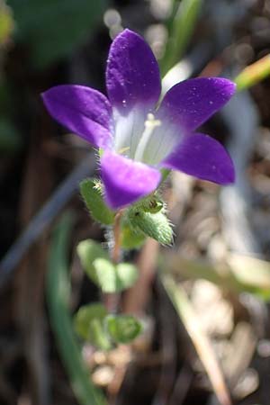 Campanula rhodensis \ Kleine Rhodische Glockenblume / Small Rhodian Bellflower, Rhodos Lindos 25.3.2023