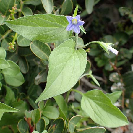 Convolvulus siculus \ Sizilianische Winde, Rhodos Tsambika 30.3.2019