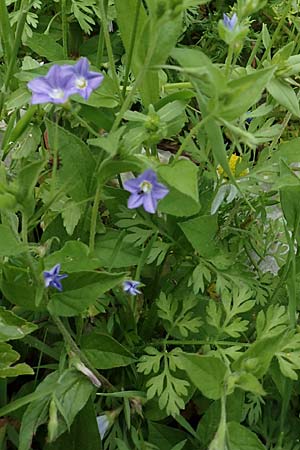 Convolvulus siculus \ Sizilianische Winde, Rhodos Tsambika 30.3.2019