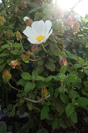 Cistus salviifolius / Sage-Leaved Rock-Rose, Rhodos Apolakkia 1.4.2019