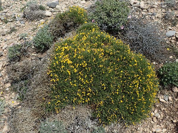 Calicotome villosa \ Behaarter Dorn-Ginster / Hairy Thorny Broom, Rhodos Prasonisi 26.3.2019