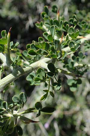 Calicotome villosa \ Behaarter Dorn-Ginster / Hairy Thorny Broom, Rhodos Pastida 18.3.2023