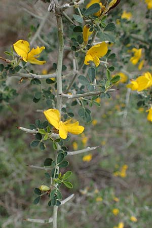 Calicotome villosa \ Behaarter Dorn-Ginster / Hairy Thorny Broom, Rhodos Sianna 21.3.2023