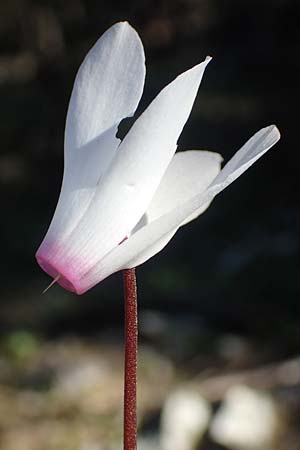 Cyclamen repandum subsp. rhodense \ Rhodos-Alpenveilchen / Rhodian Cyclamen, Rhodos Profitis Ilias 25.3.2019