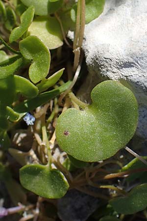 Cymbalaria longipes \ Langstieliges Zimbelkraut / Long-peduncle Toadflax, Rhodos Lindos 25.3.2023