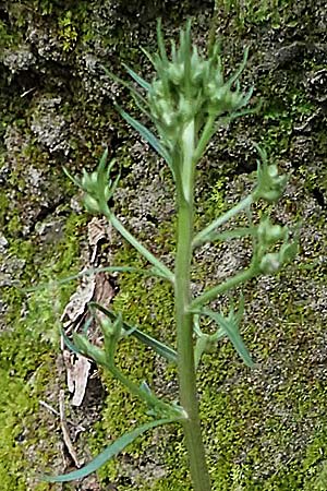 Unknown_plant spec7 ? / Unknown Plant, Rhodos Archangelos 17.3.2023