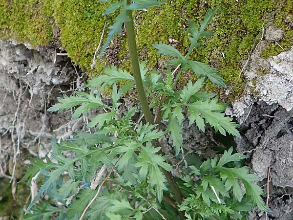 Unknown_plant spec7 ? \ Unbekannte Pflanze, Rhodos Archangelos 17.3.2023