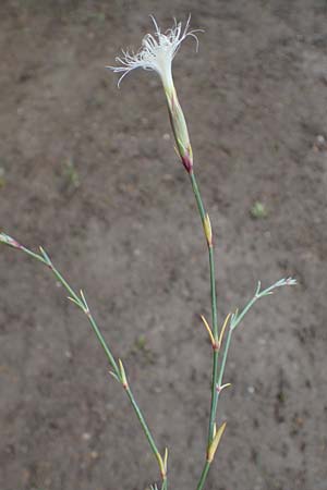 Dianthus crinitus \ Langhaarige Nelke / Long-Haired Pink, Rhodos Haraki 31.3.2023