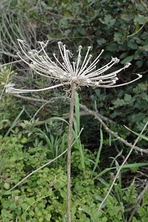 Daucus carota subsp. maximus \ Riesen-Mhre / Bird's Nest, Rhodos Kattavia 1.4.2019