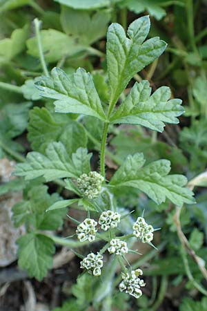 Tordylium apulum \ Apulische Zirmet / Mediterranean Hartwort, Rhodos Profitis Ilias 2.4.2019