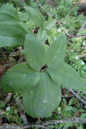 Dracunculus vulgaris \ Schlangenwurz, Drachenwurz / Voodoo Lily, Rhodos Profitis Ilias 2.4.2019