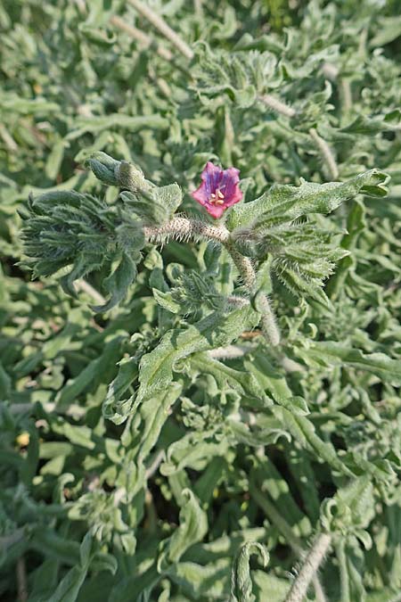 Echium angustifolium \ Schmalblttiger Natternkopf / Hispid Viper's Bugloss, Rhodos Apolakkia 3.4.2019