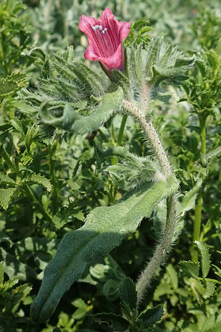 Echium angustifolium \ Schmalblttiger Natternkopf, Rhodos Apolakkia 3.4.2019