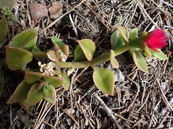 Mesembryanthemum cordifolium \ Herzblttrige Aptenie, Ausdauerndes Eiskraut / Heartleaf Iceplant, Rhodos Kamiros 22.3.2023