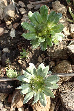 Filago pygmaea \ Zwerg-Edelwei / Pygmy Cudweed, Rhodos Lahania 3.4.2019