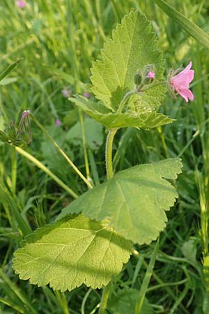 Erodium malacoides \ Malvenblttriger Reiherschnabel / Soft Stork's-Bill, Rhodos Faliraki 4.4.2019