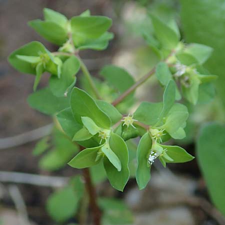 Euphorbia peplus \ Garten-Wolfsmilch / Petty Spurge, Rhodos Profitis Ilias 2.4.2019