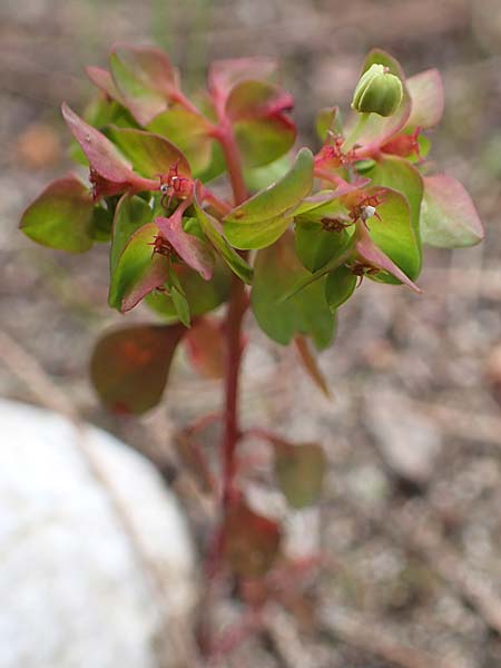 Euphorbia peplus \ Garten-Wolfsmilch / Petty Spurge, Rhodos Moni Artamiti 16.3.2023
