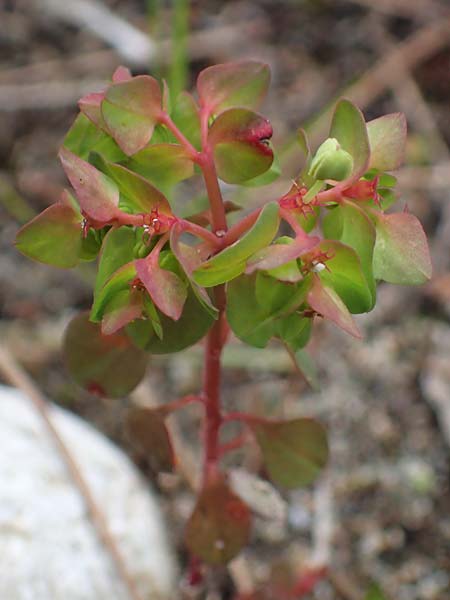 Euphorbia peplus \ Garten-Wolfsmilch / Petty Spurge, Rhodos Moni Artamiti 16.3.2023