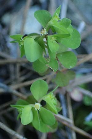 Euphorbia peplus / Petty Spurge, Rhodos Laerma 19.3.2023