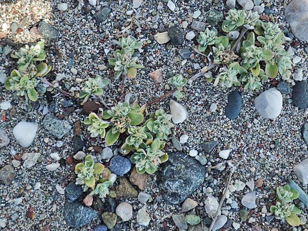 Filago aegaea \ gisches Filzkraut / Aegean Cudweed, Rhodos Apolakkia 3.4.2019