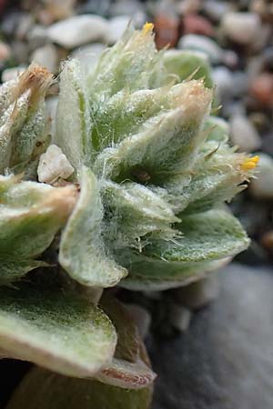 Filago aegaea \ gisches Filzkraut / Aegean Cudweed, Rhodos Apolakkia 3.4.2019