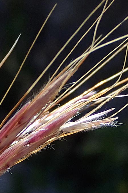 Hyparrhenia hirta \ Behaartes Kahngras / Thatching Grass, Coolatai Grass, Rhodos Lindos 20.3.2023