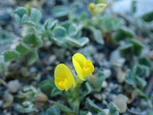 Medicago marina \ Strand-Schneckenklee / Sea Medick, Rhodos Haraki 15.3.2023