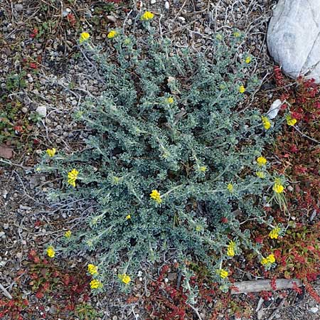 Medicago marina \ Strand-Schneckenklee / Sea Medick, Rhodos Haraki 15.3.2023