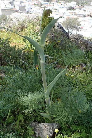 Ferula communis \ Riesen-Fenchel, Gemeines Rutenkraut / Giant Fennel, Rhodos Archangelos 17.3.2023