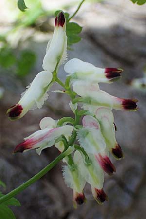 Fumaria capreolata / White Ramping Fumitory, Rhodos City 28.3.2023