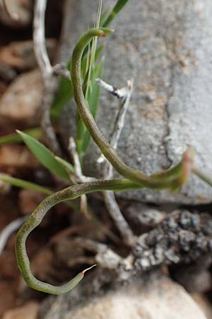 Coronilla scorpioides \ Skorpions-Kronwicke / Annual Scorpion Vetch, Rhodos Prasonisi 1.4.2019