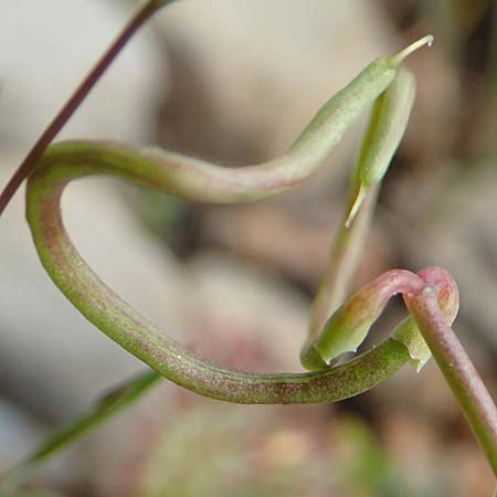 Coronilla scorpioides / Annual Scorpion Vetch, Rhodos Prasonisi 1.4.2019