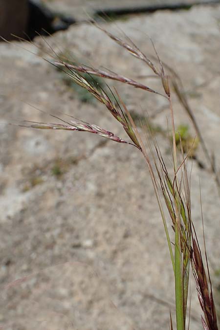 Hyparrhenia hirta \ Behaartes Kahngras / Thatching Grass, Coolatai Grass, Rhodos Lindos 20.3.2023