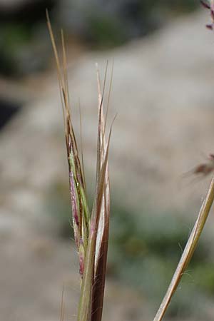 Hyparrhenia hirta \ Behaartes Kahngras / Thatching Grass, Coolatai Grass, Rhodos Lindos 20.3.2023