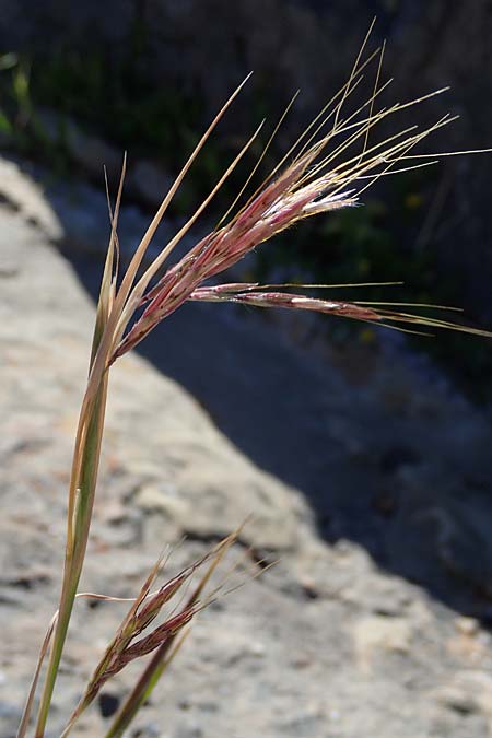 Hyparrhenia hirta \ Behaartes Kahngras / Thatching Grass, Coolatai Grass, Rhodos Lindos 20.3.2023