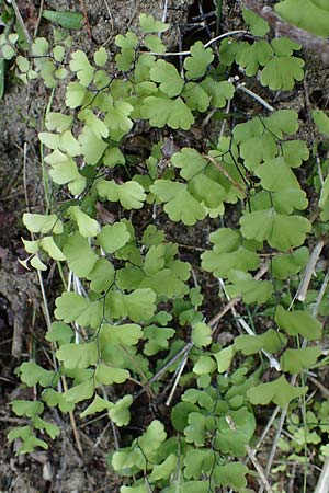 Adiantum capillus-veneris \ Venushaar, Echter Frauenhaar-Farn / Maidenhair Fern, Rhodos Archangelos 17.3.2023