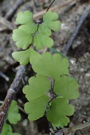 Adiantum capillus-veneris \ Venushaar, Echter Frauenhaar-Farn / Maidenhair Fern, Rhodos Archangelos 17.3.2023