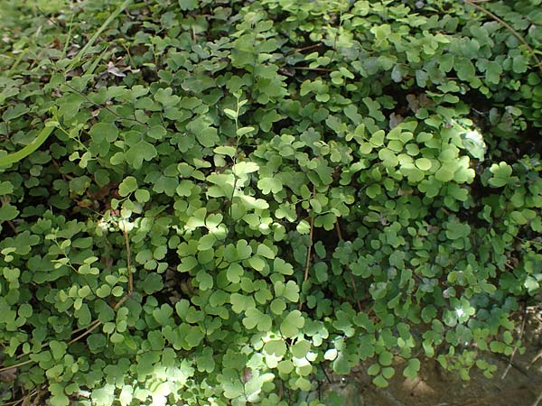 Adiantum capillus-veneris \ Venushaar, Echter Frauenhaar-Farn / Maidenhair Fern, Rhodos Skoutouljaris - Schlucht / Gorge 19.3.2023