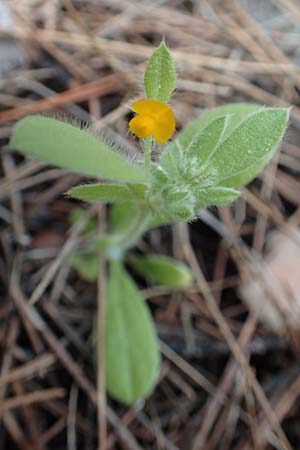 Hymenocarpos circinnatus \ Pfennig-Klee / Disk Trefoil, Rhodos Laerma 4.4.2019