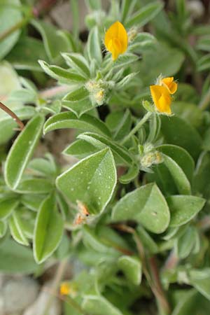 Hymenocarpos circinnatus \ Pfennig-Klee / Disk Trefoil, Rhodos Profilia 5.4.2019