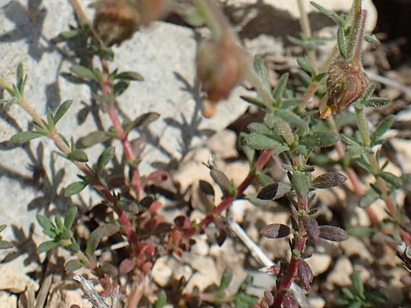 Fumana arabica / Mediterranean Sun-Rose, Rhodos Prasonisi 26.3.2019