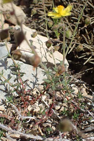 Fumana arabica \ Zwerg-Nadelrschen / Mediterranean Sun-Rose, Rhodos Prasonisi 26.3.2019