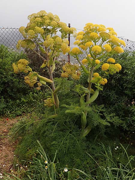 Ferula glauca \ Graugrnes Rutenkraut, Blaugrnes Steckenkraut / Bluish Giant Fennel, Rhodos Philerimos 29.3.2019