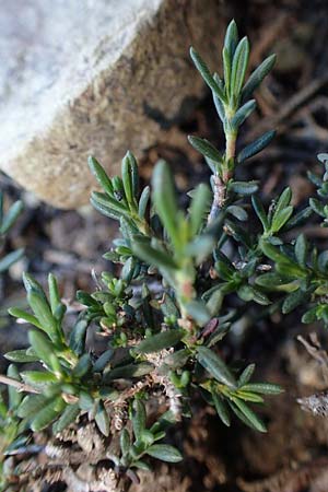 Fumana thymifolia \ Thymianblttriges Nadelrschen, Rhodos Pastida 18.3.2023